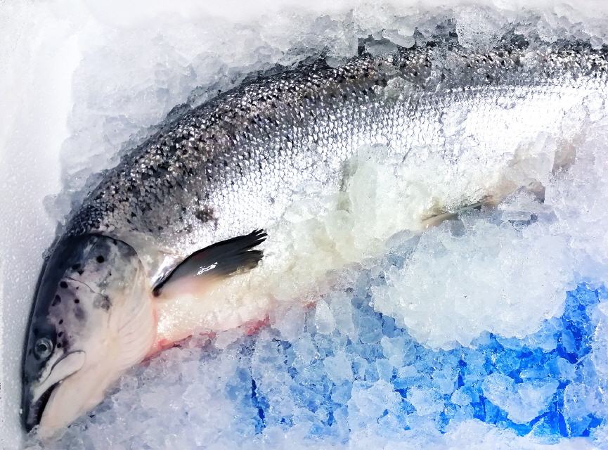 The Fish (frischer Fisch kurz vor der Zubereitung)